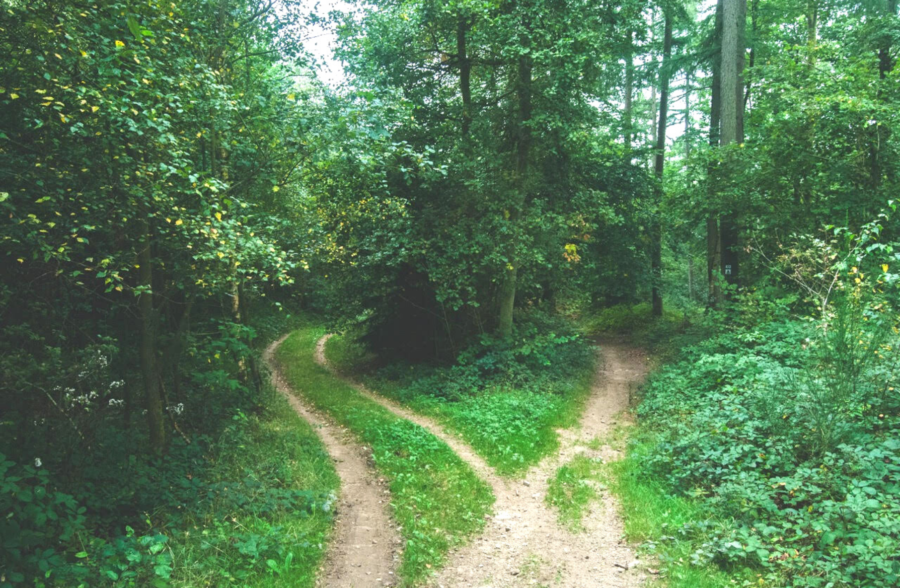 divided paths in forrest